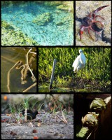 /album/fotogaleria/fauna-marchal-collage-jpg/